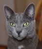 photographie du chartreux Golfi, modle pour sa ralisation en tableau d'animal de compagnie